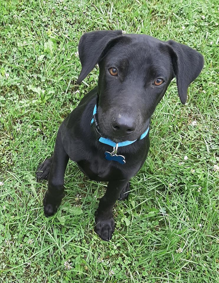 Miller, Adoptable, Young Male Labrador Retriever.