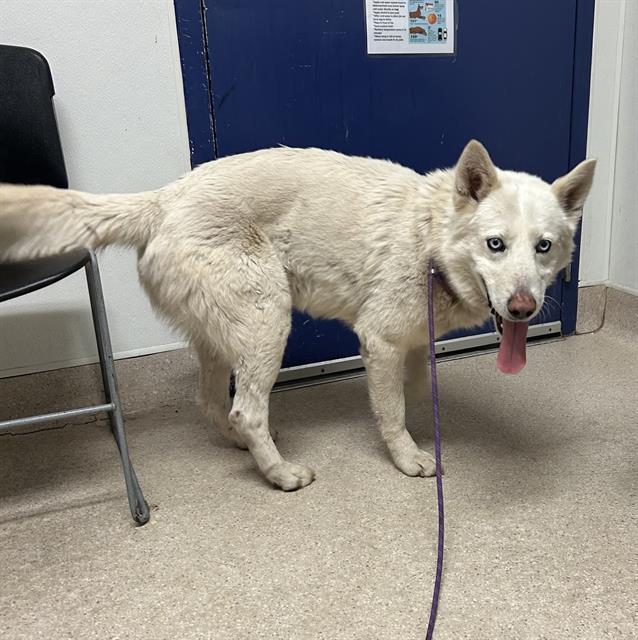 Enlarge Leon, a ADOPTABLE Siberian Husky in Thousand Oaks, CA image 1/1