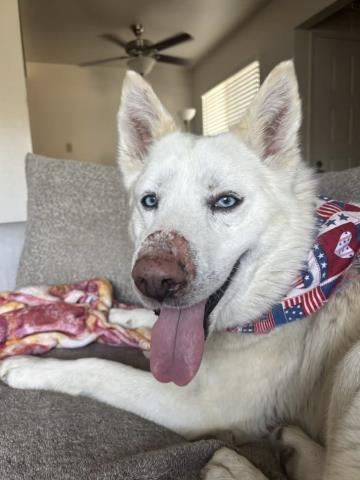 Enlarge Leon -- In Foster. Needs Forever Home., a ADOPTABLE Siberian Husky in Thousand Oaks, CA image 1/1