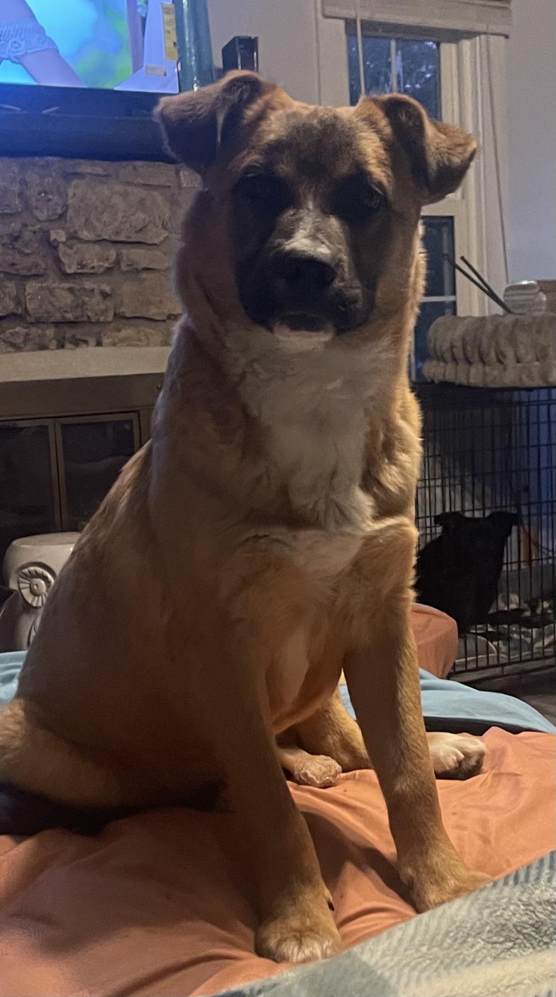 Sven , ADOPTABLE, Young Male German Shepherd Dog.