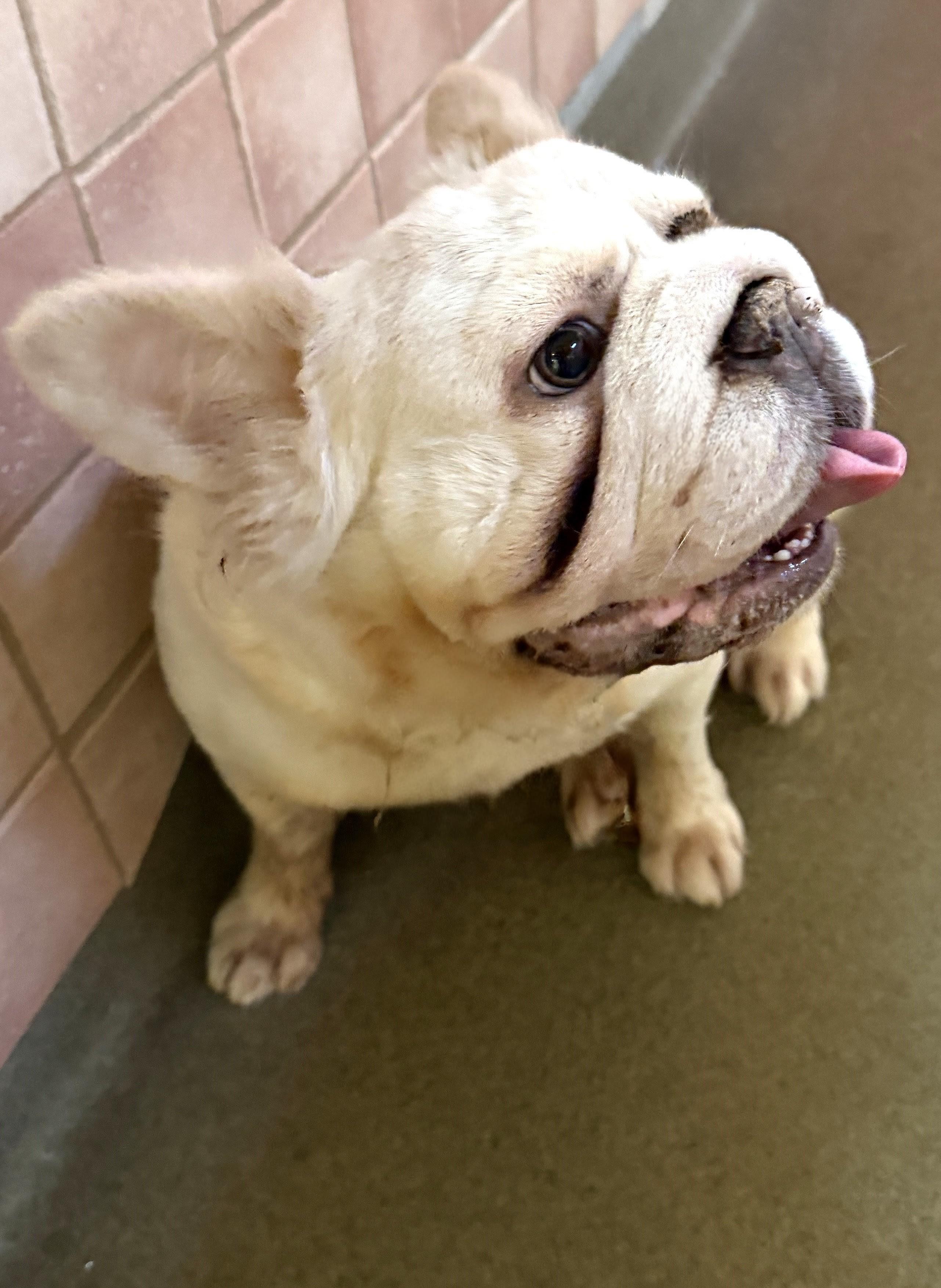 Enlarge Jasmine 9610, an adopted French Bulldog in Boca Raton, FL image 1/1