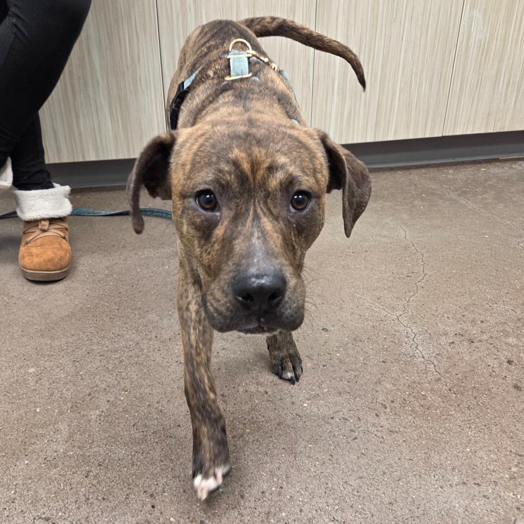 Hoover, Adoptable, Adult Male Mixed Breed.