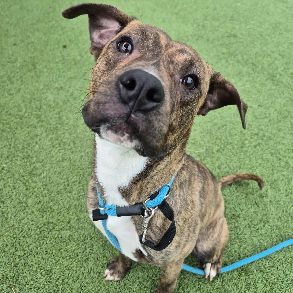 Enlarge Hoover, a Adoptable Mixed Breed in Chattanooga, TN image 2/6