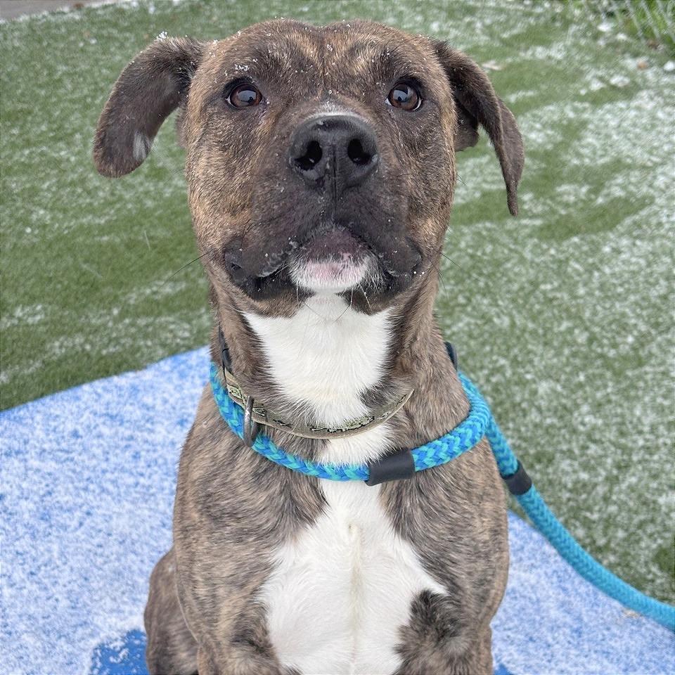Enlarge Hoover, a Adoptable Mixed Breed in Chattanooga, TN image 3/6