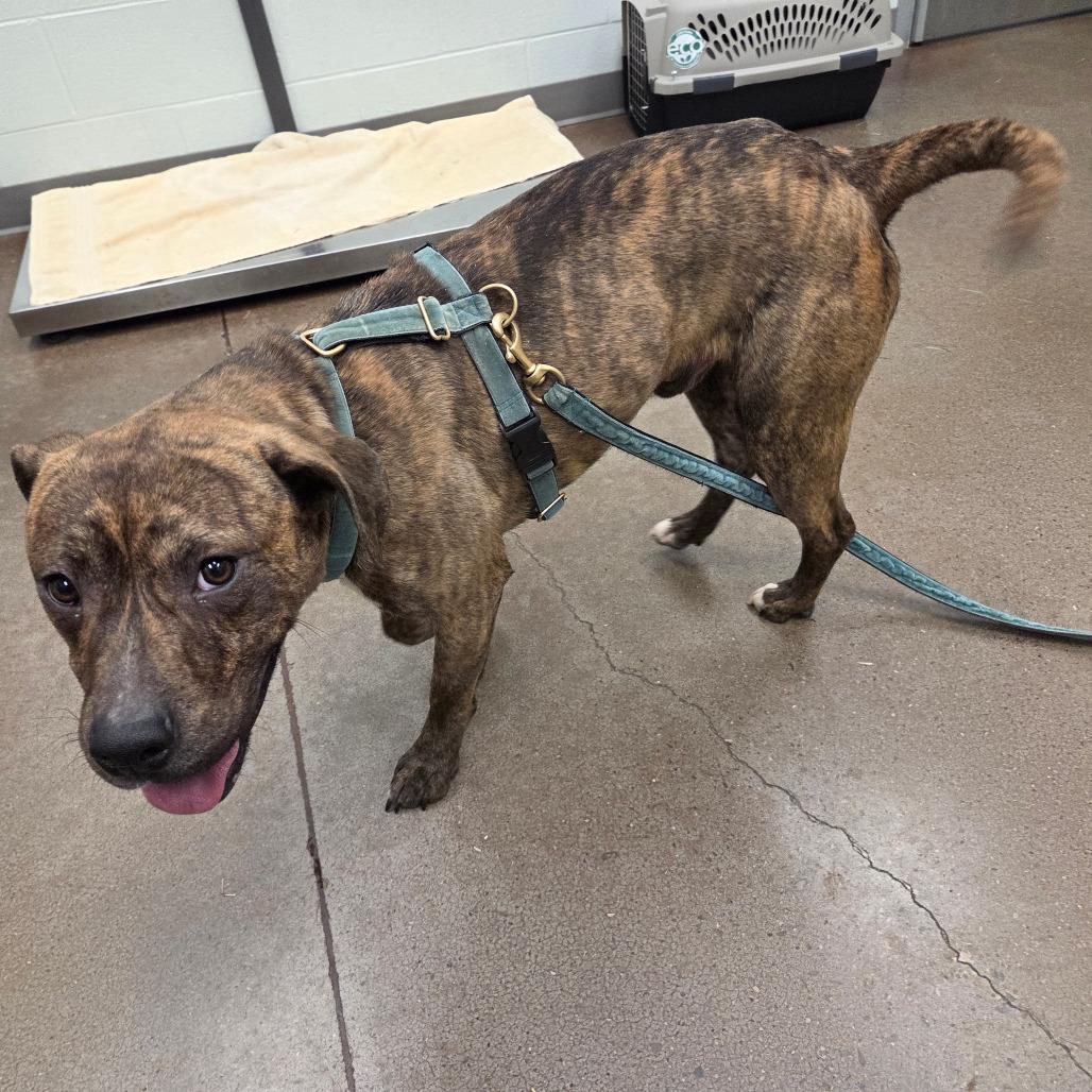 Enlarge Hoover, a Adoptable Mixed Breed in Chattanooga, TN image 4/6