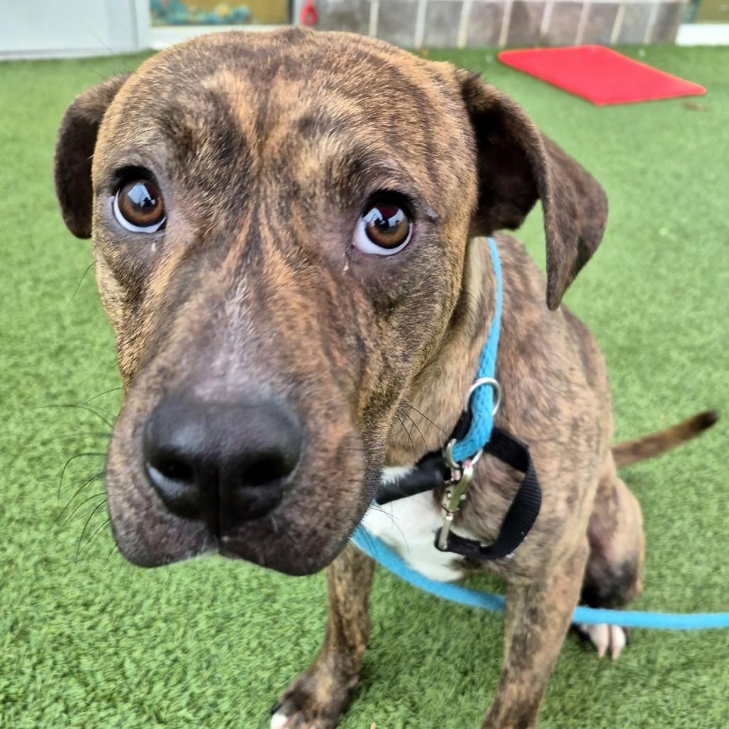 Enlarge Hoover, a Adoptable Mixed Breed in Chattanooga, TN image 6/6