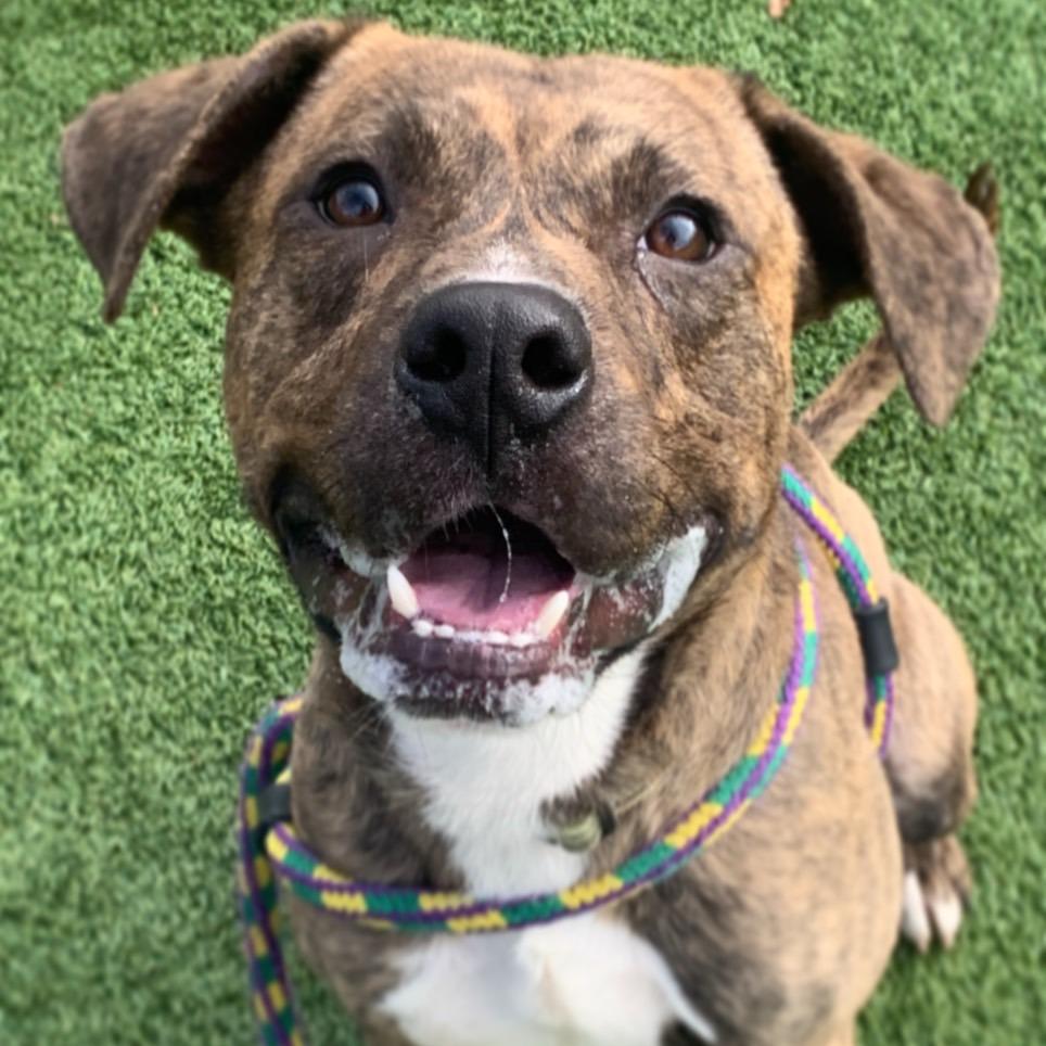 Enlarge Hoover, a Adoptable Mixed Breed in Chattanooga, TN image 6/6