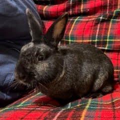 Enlarge Nibbles, a Adoptable Lionhead in Napa, CA image 1/3