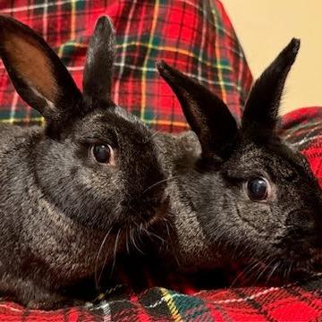 Enlarge Nibbles, a Adoptable Lionhead in Napa, CA image 2/3