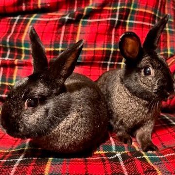 Enlarge Nibbles, a Adoptable Lionhead in Napa, CA image 3/3