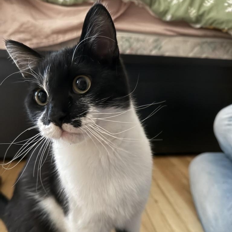 Hamilton AKA Hammy, Adoptable, Young Male Domestic Short Hair.