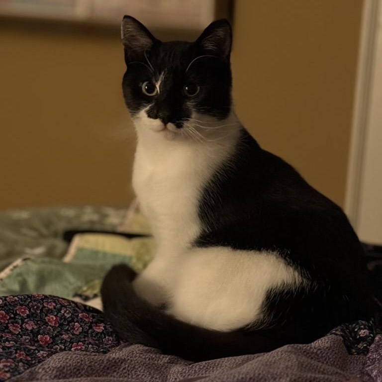 Hamilton AKA Hammy, a Adoptable Domestic Short Hair image 2/3