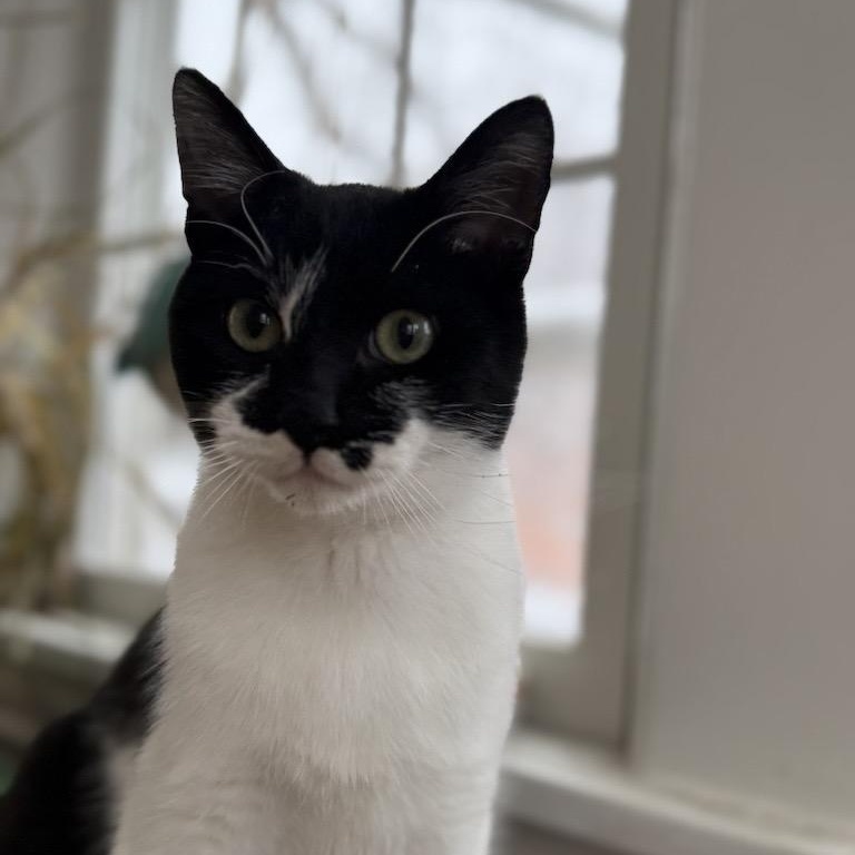 Hamilton AKA Hammy, a Adoptable Domestic Short Hair image 3/3