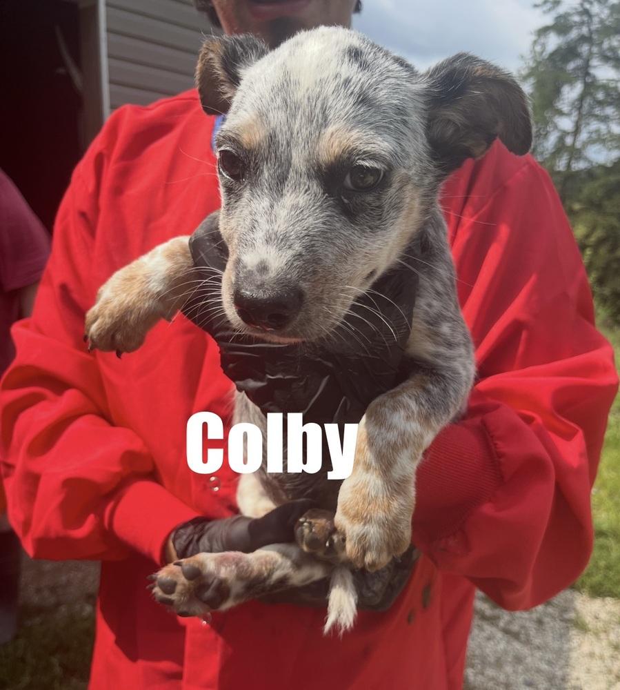 Colby, Adoptable, Puppy Male Cattle Dog.