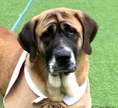 Enlarge Ggotnim, a Adopted Tosa Inu in Long Island City, NY image 1/1