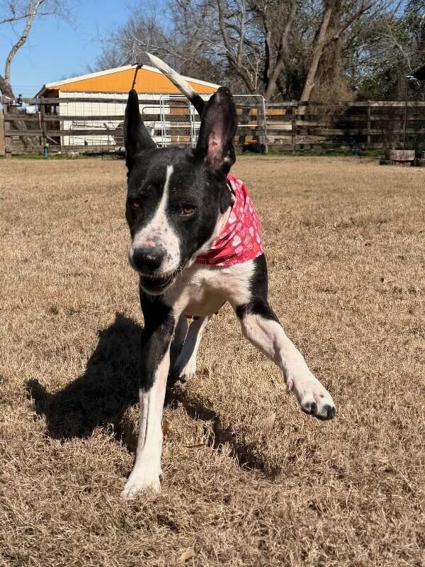 Valentina Lovie Made of Sugar and Smooches — thumbnail 2