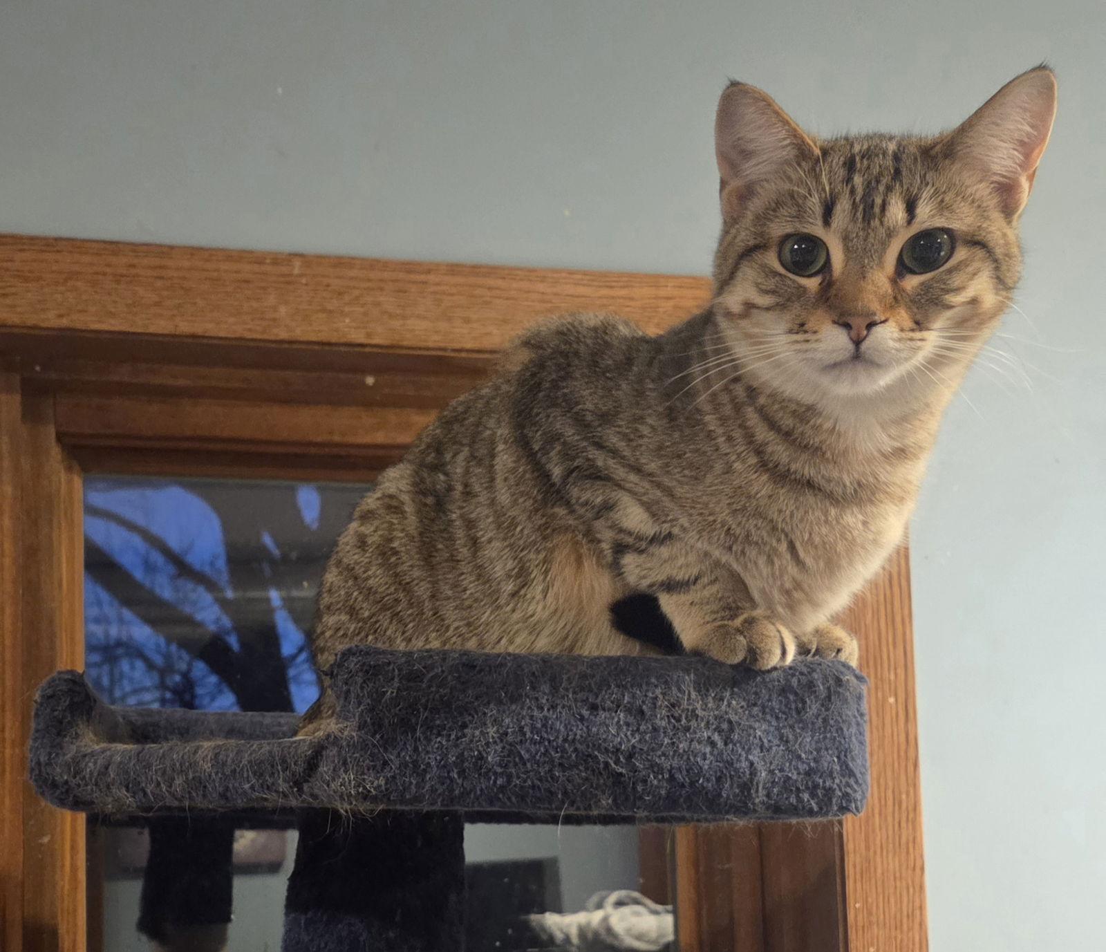 Enlarge Patella, a Adopted mixed breed in Forest Lake, MN image 1/3