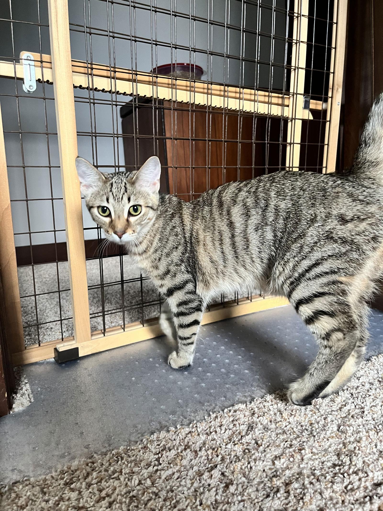 Patella, Adoptable, Young Female Domestic Short Hair & Tabby.