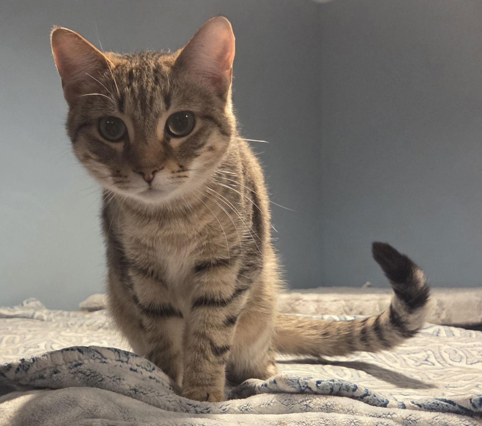 Enlarge Patella, a Adopted mixed breed in Forest Lake, MN image 2/3