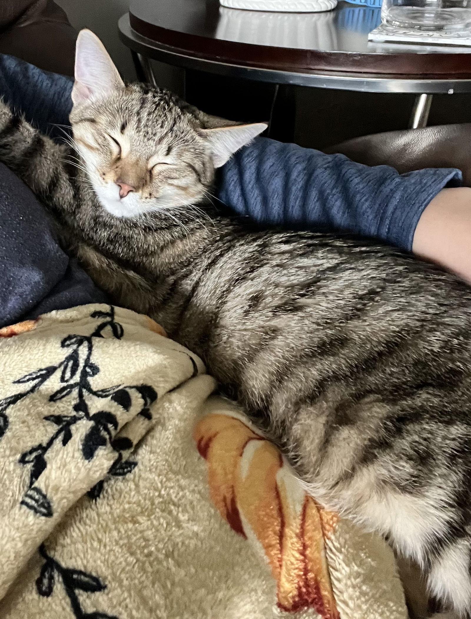 Enlarge Patella, a Adoptable mixed breed in Forest Lake, MN image 2/3