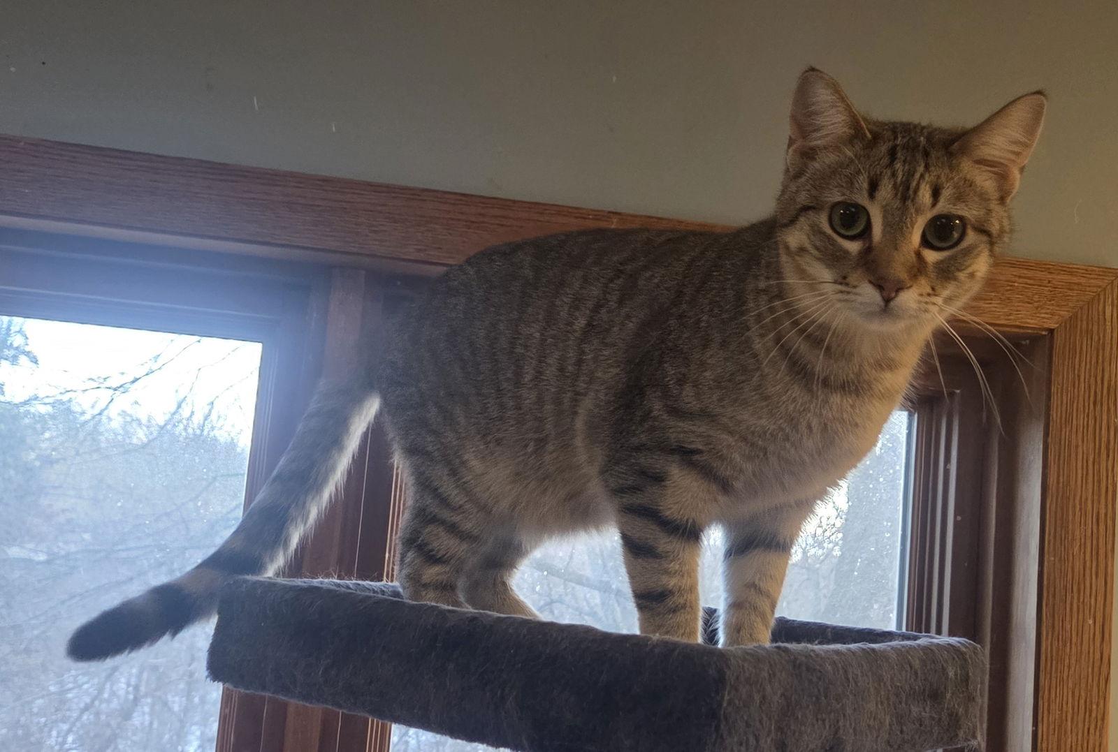 Enlarge Patella, a Adopted mixed breed in Forest Lake, MN image 3/3