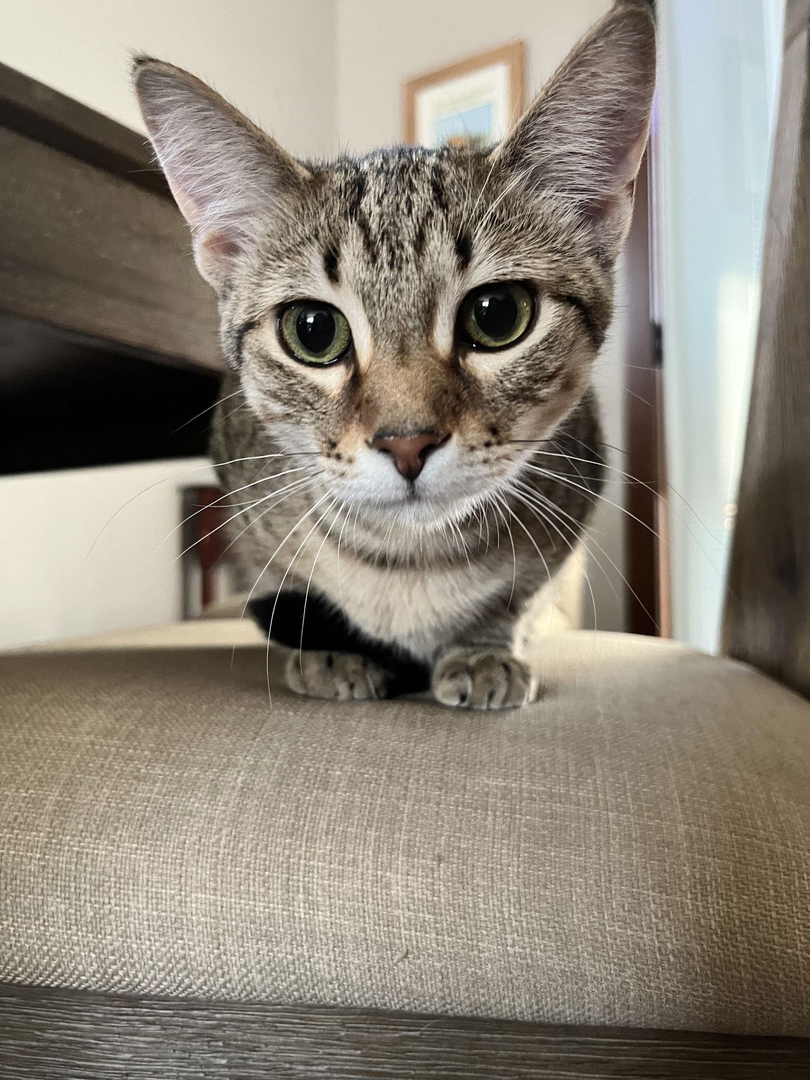 Enlarge Patella, a Adoptable mixed breed in Forest Lake, MN image 3/3