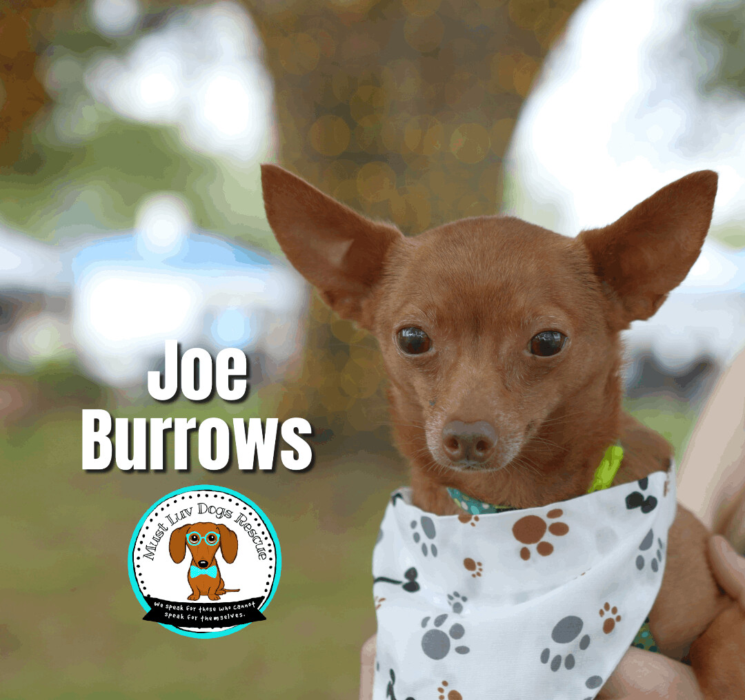 Enlarge "RayRay" Joe Burrows, a Adoptable Chihuahua in Zachary, LA image 8/12