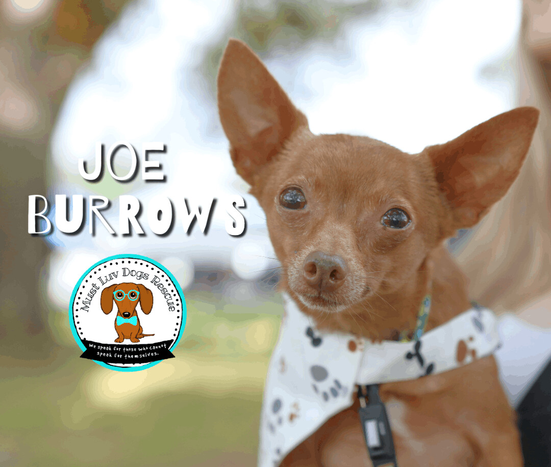 Enlarge "RayRay" Joe Burrows, a Adoptable Chihuahua in Zachary, LA image 9/12