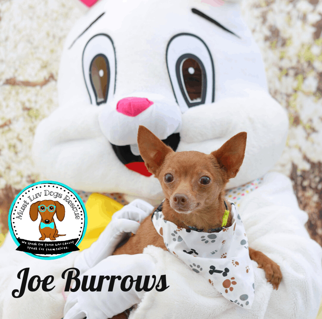 Enlarge "RayRay" Joe Burrows, a Adoptable Chihuahua in Zachary, LA image 10/12