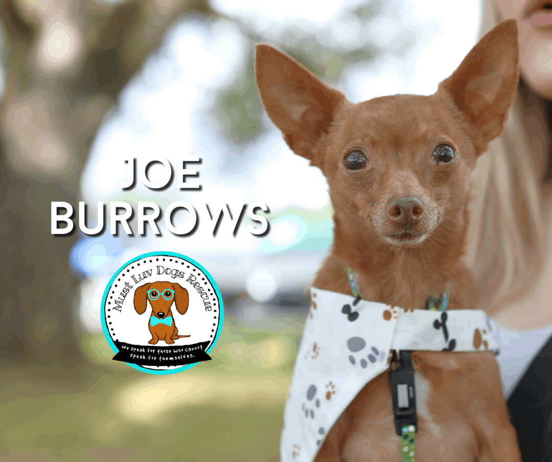 Enlarge "RayRay" Joe Burrows, a Adoptable Chihuahua in Zachary, LA image 11/12