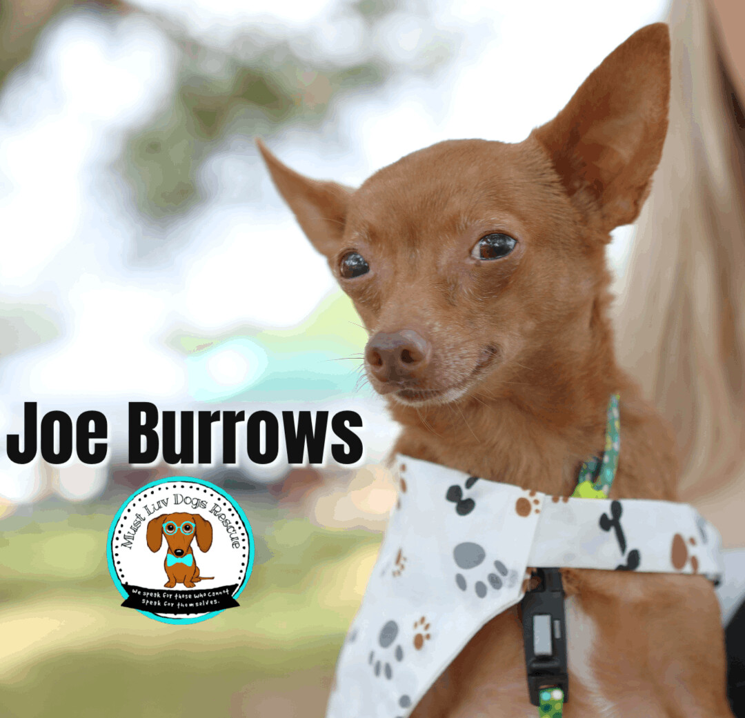 "RayRay" Joe Burrows, a Adoptable Chihuahua in Zachary, LA image 1/12