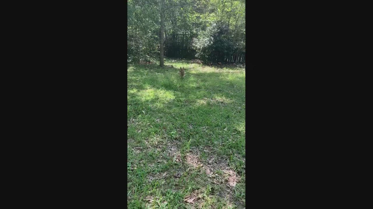 Enlarge "RayRay" Joe Burrows, a Adoptable Chihuahua in Zachary, LA video 12/12