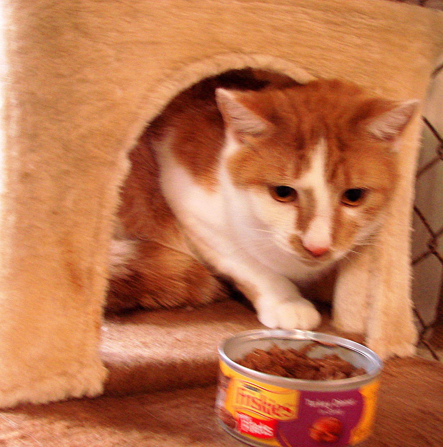 Georgy, Adoptable, Adult Male Domestic Short Hair & Domestic Medium Hair.