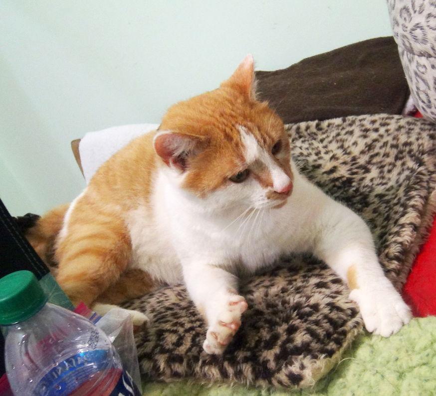 Georgy, a Adoptable mixed breed in Holly Springs, MS image 2/3