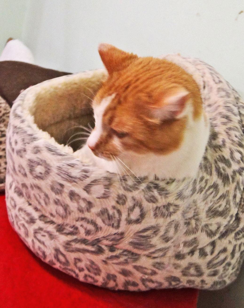 Georgy, a Adoptable mixed breed in Holly Springs, MS image 3/3