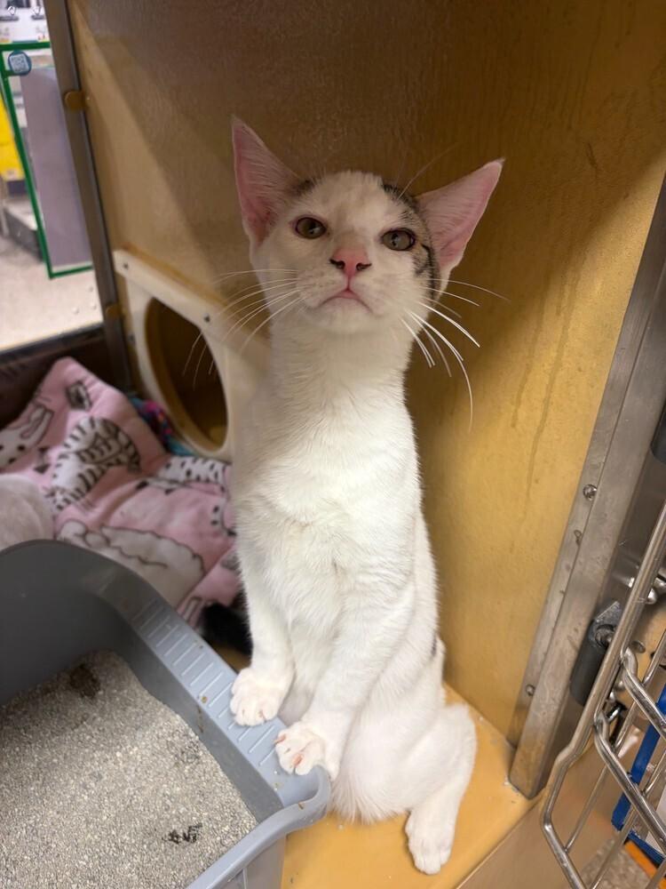 Tyler, a Adoptable Domestic Short Hair in North Brunswick, NJ image 1/2