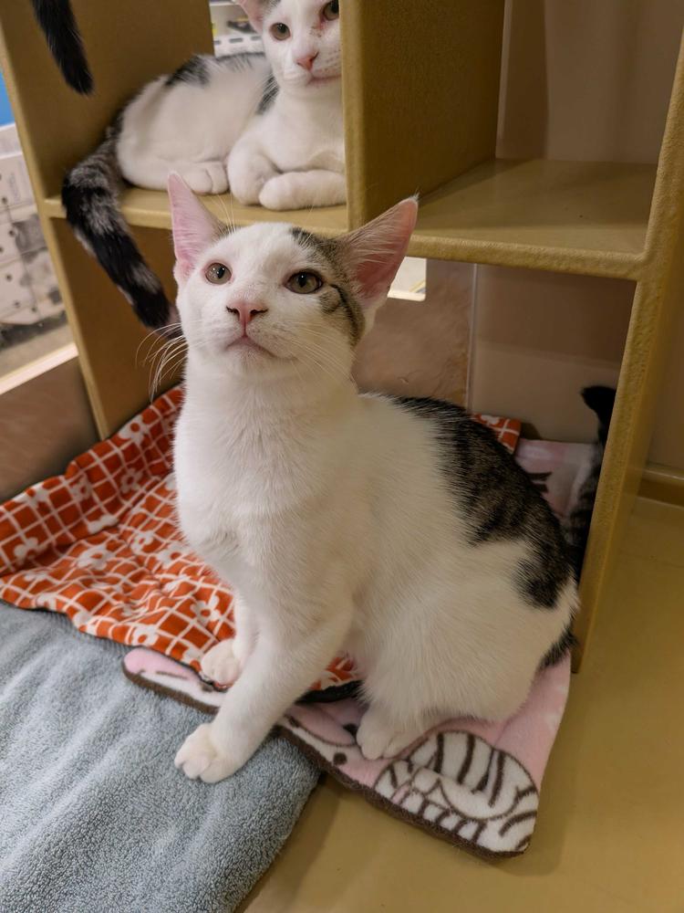 Tyler, a Adoptable Domestic Short Hair in North Brunswick, NJ image 2/2