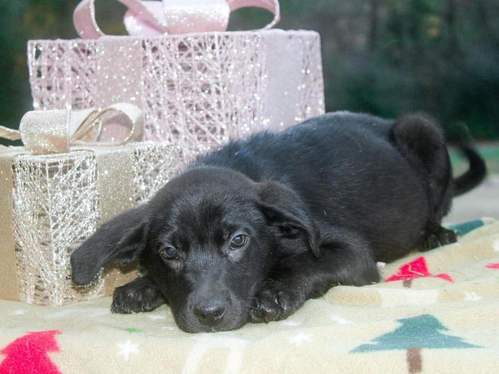 Tairn, Adoptable, Puppy Male Mixed Breed.