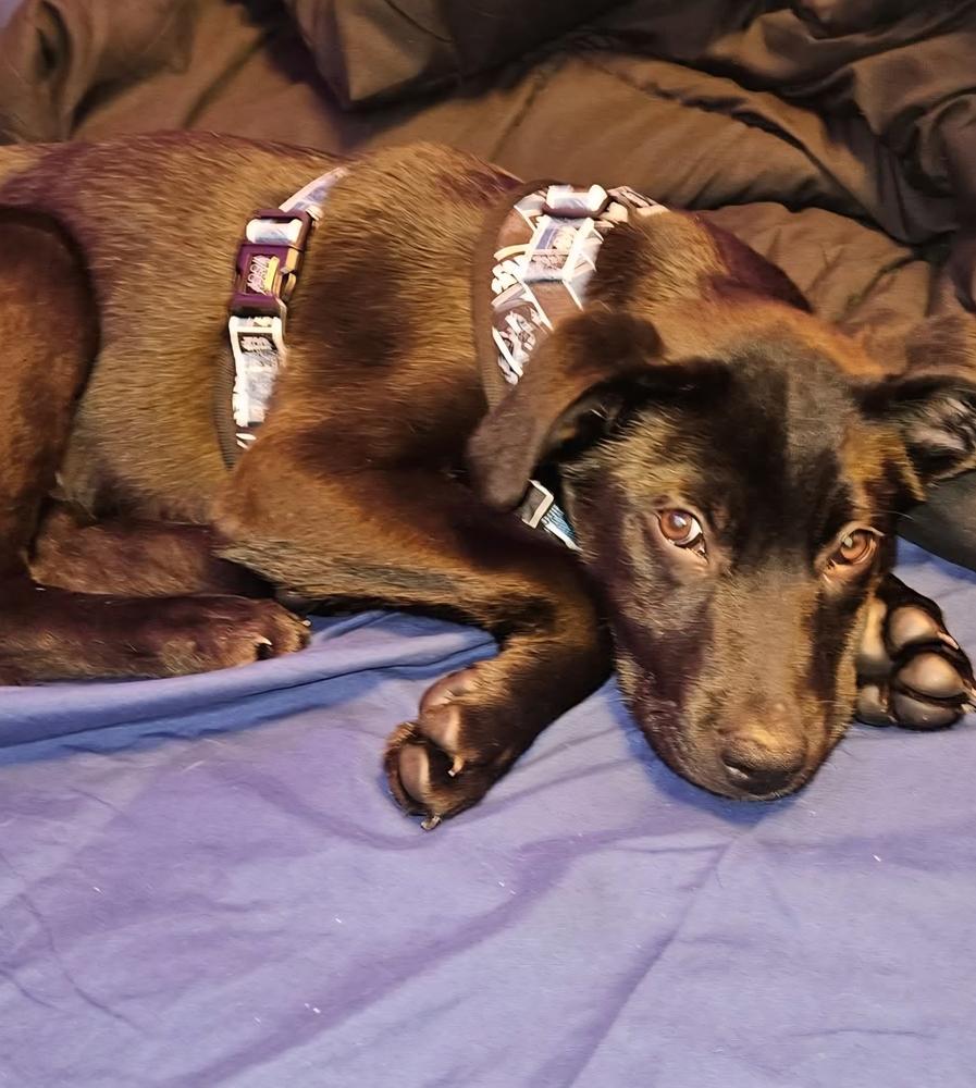 Tairn, a Adoptable mixed breed in Groveland, MA image 2/6