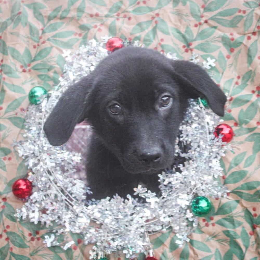 Enlarge Tairn, a Adoptable mixed breed in Groveland, MA image 2/4