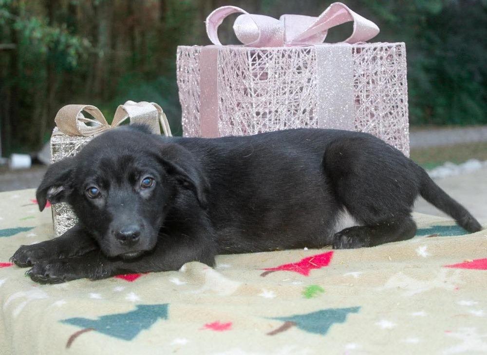 Enlarge Tairn, a Adoptable mixed breed in Groveland, MA image 3/4