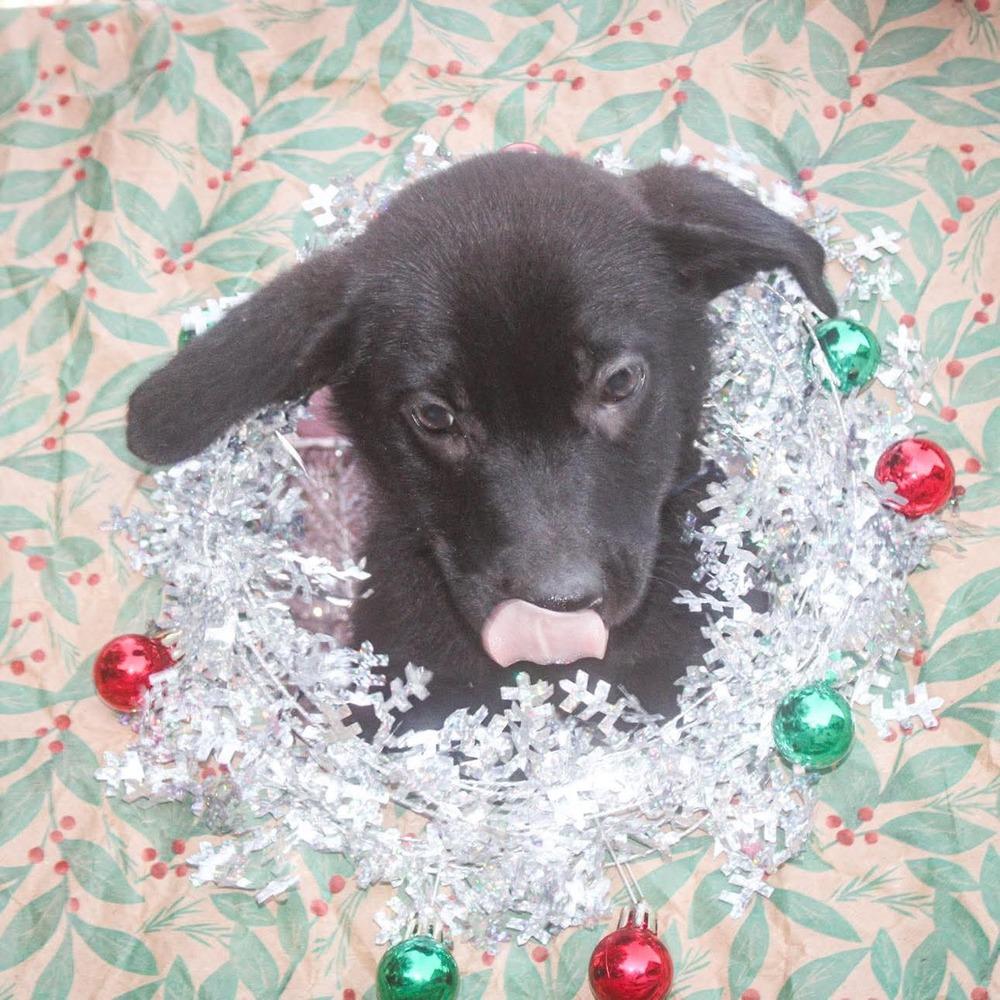 Enlarge Tairn, a Adoptable mixed breed in Groveland, MA image 4/4