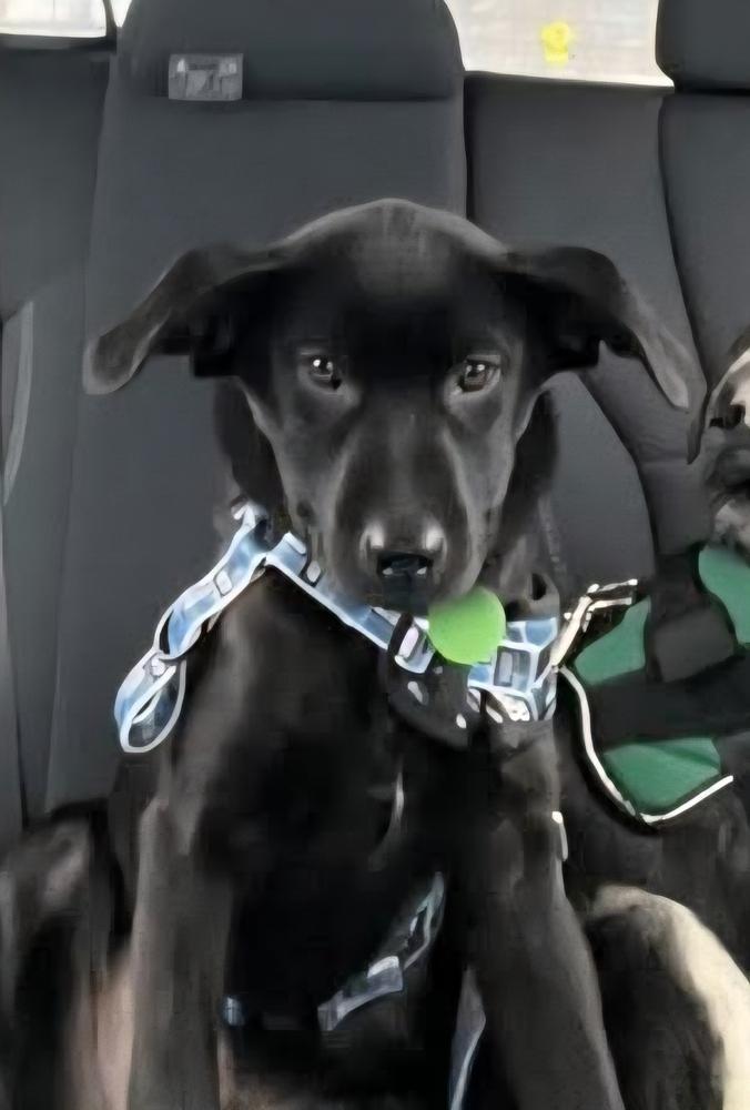 Tairn, a Adoptable mixed breed in Groveland, MA image 6/6