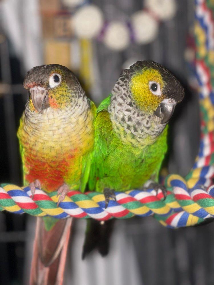 Jekyll and Phoenix, a Adopted Conure in Branford, CT image 2/2