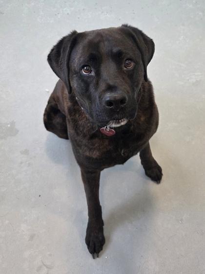Akira, Adoptable, Adult Female Labrador Retriever & Cane Corso.
