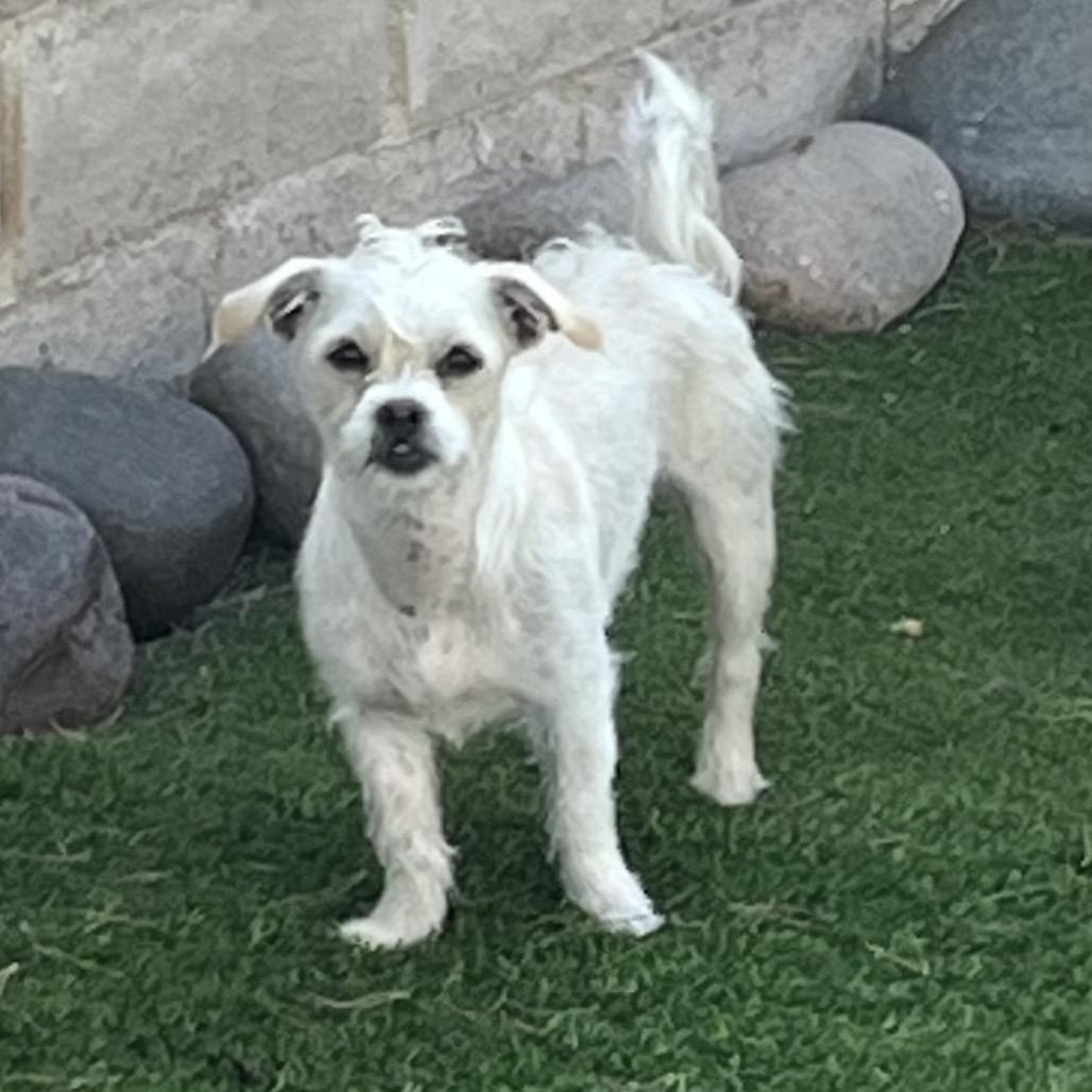 Enlarge Beru, a Adoptable mixed breed in Las Vegas, NV image 2/5