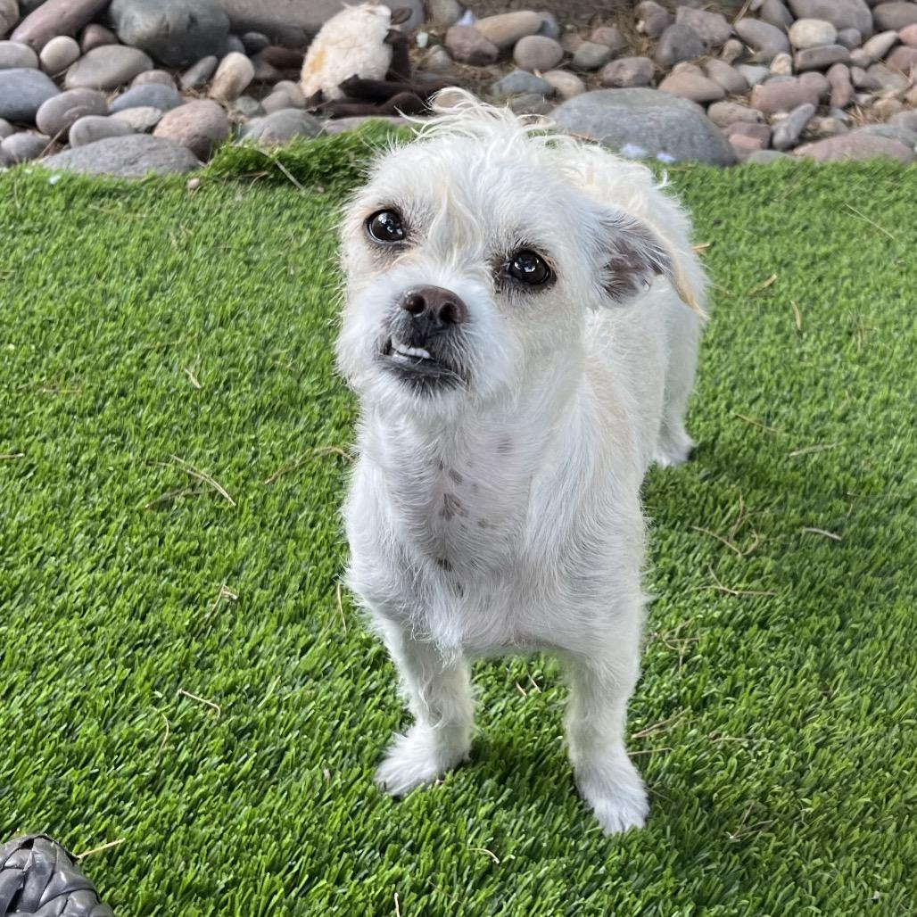 Enlarge Beru, a Adoptable mixed breed in Las Vegas, NV image 3/5