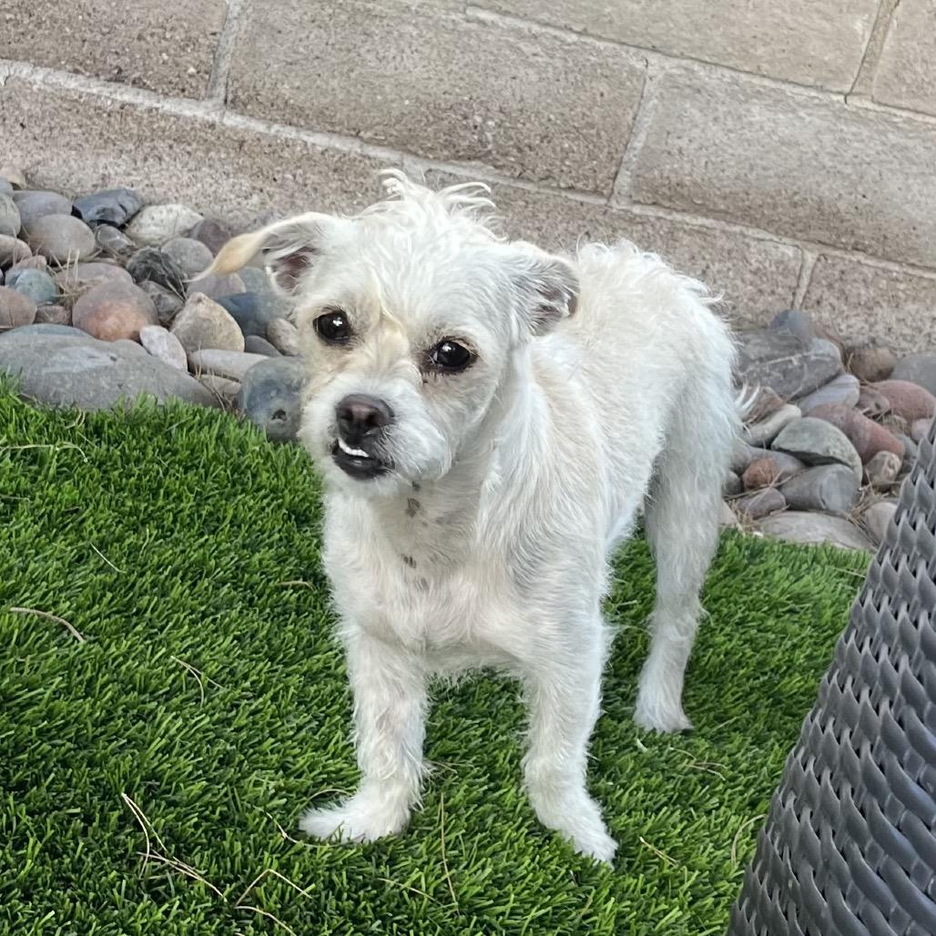 Enlarge Beru, a Adoptable mixed breed in Las Vegas, NV image 4/5