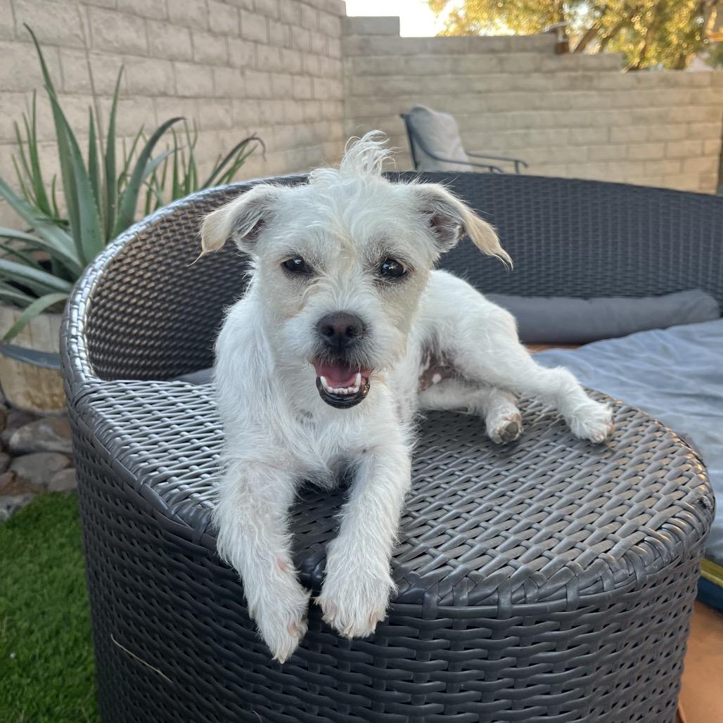 Enlarge Beru, a Adoptable mixed breed in Las Vegas, NV image 5/5