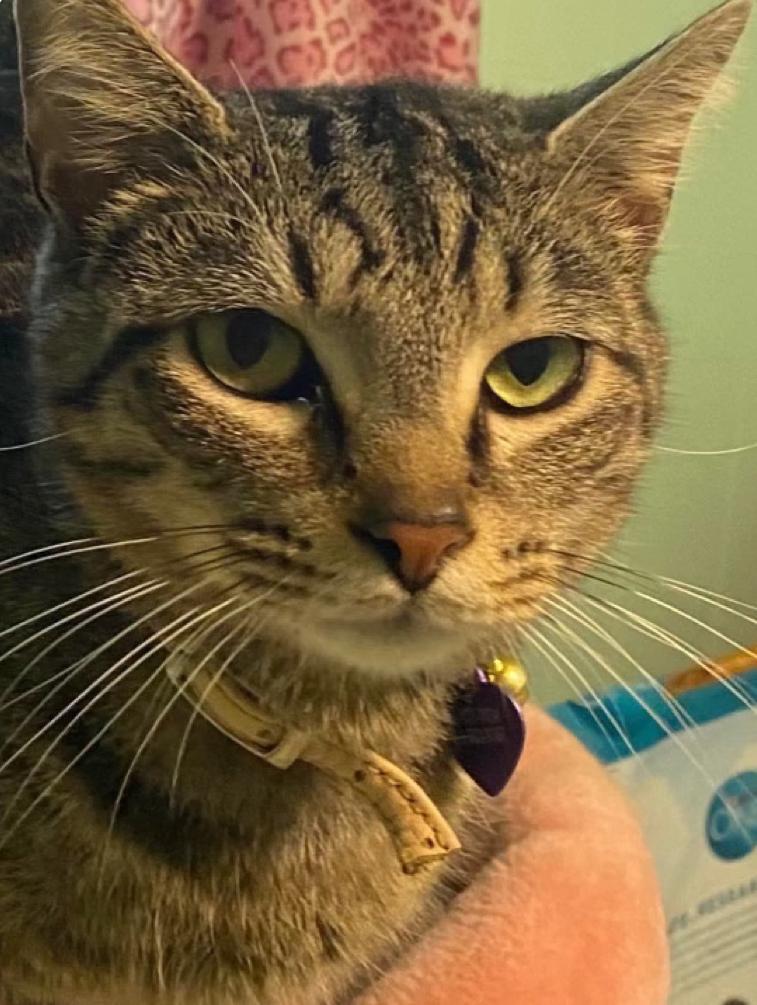 Crickett, Adopted, Adult Male Tabby.